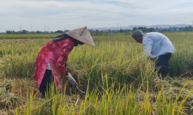 Harga Gabah Kering Rp 7000/Kg, Petani Kec.Simpang Tiga, Aceh Besar Bersyukur