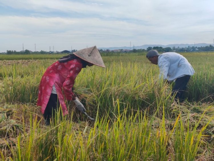 Harga Gabah Kering Rp 7000/Kg, Petani Kec.Simpang Tiga, Aceh Besar Bersyukur