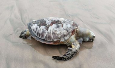 Bangkai Penyu Terdampar di Pantai Kec.Krueng Sabee, Aceh Jaya