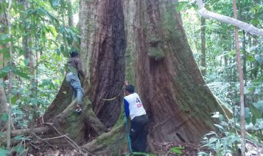 Pemkab Aceh Selatan susun rencana tata kelola Tahura di Kec.Trumon