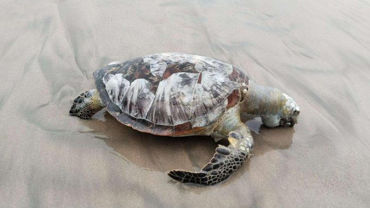 Bangkai Penyu Terdampar di Pantai Kec.Krueng Sabee, Aceh Jaya