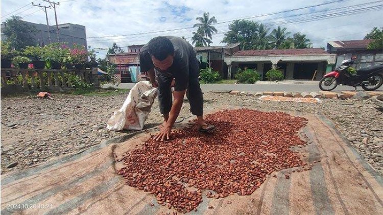 Harga Kakao di Kec.Lawe Sigala-gala, Aceh Tenggara Merangkak Naik Hari ini